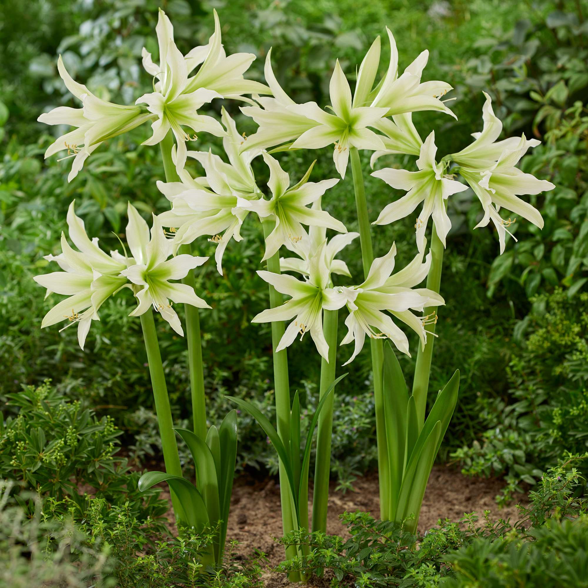 Amaryllis 'White Nile'